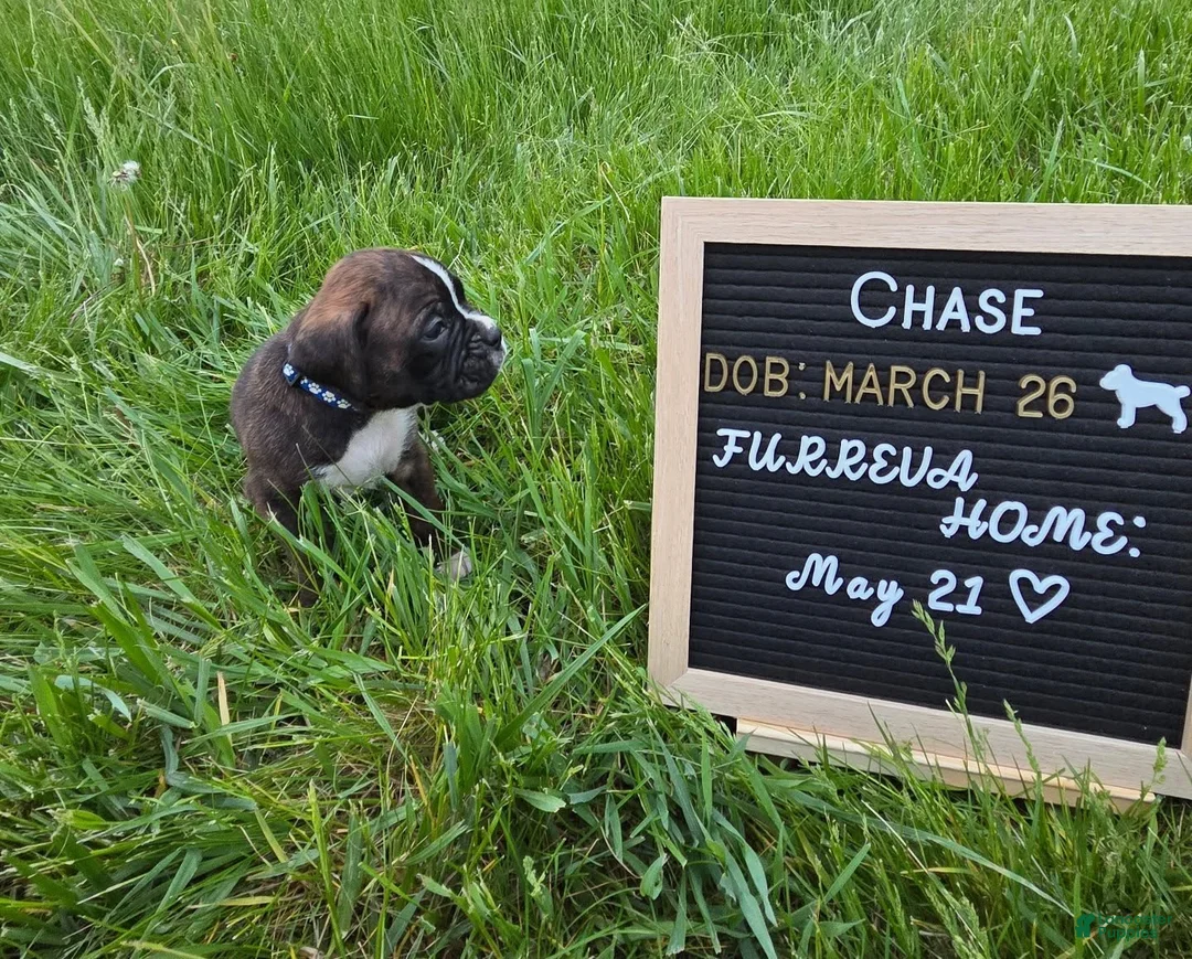 Boxer dogs for sale: Chase - Ad 2