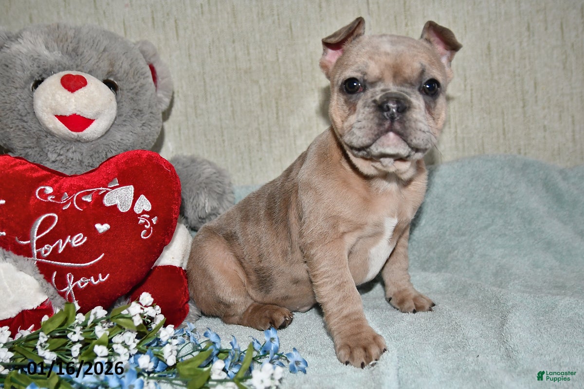 French Bulldog dogs Gingerbread - Ad 6