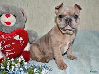 French Bulldog dogs Gingerbread - Ad 28