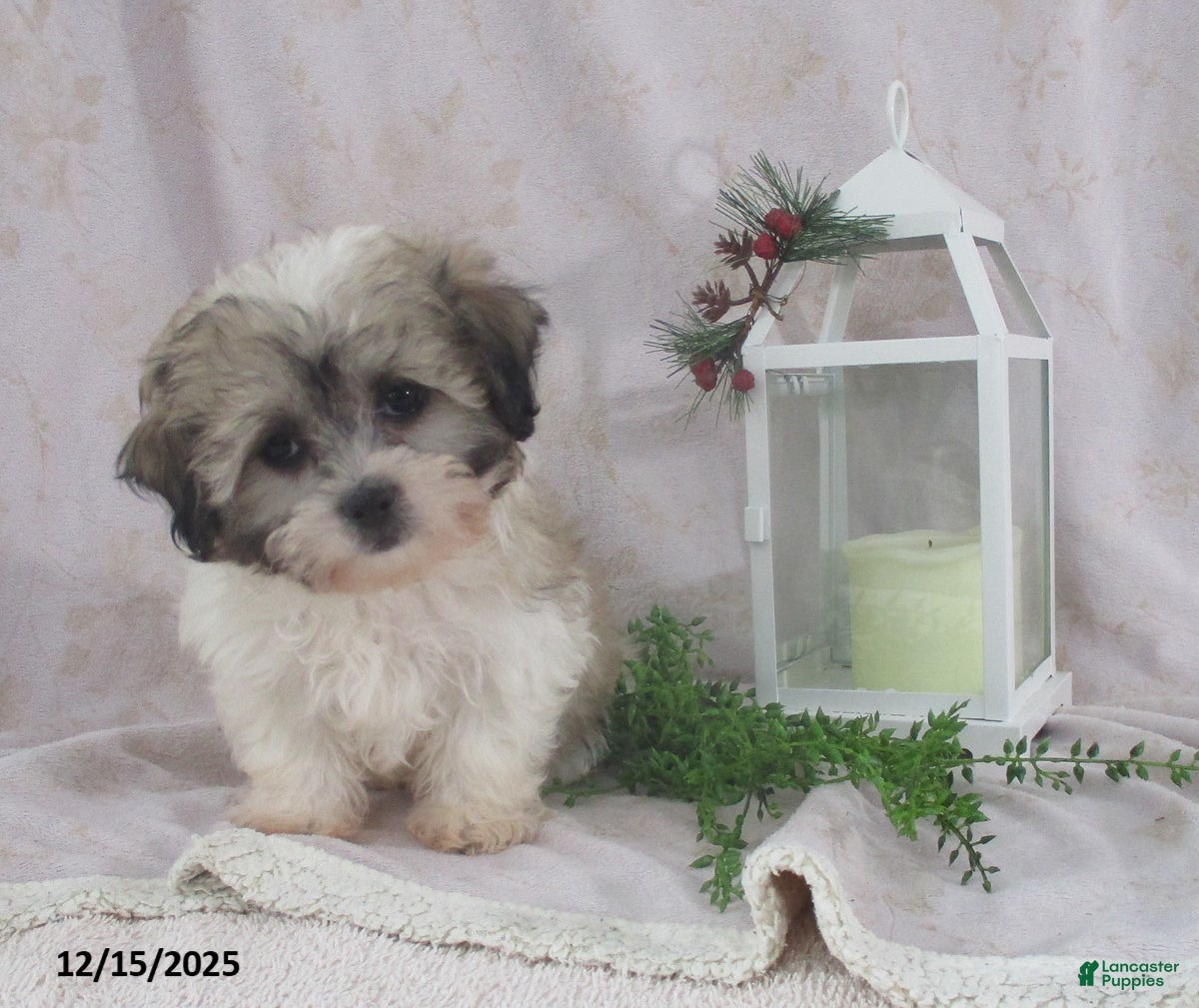 Teddy Bear dogs Iyla - Ad 6