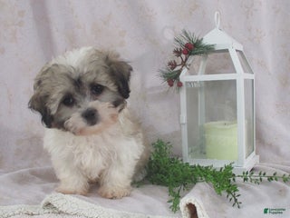 Teddy Bear dogs Iyla - Ad 17