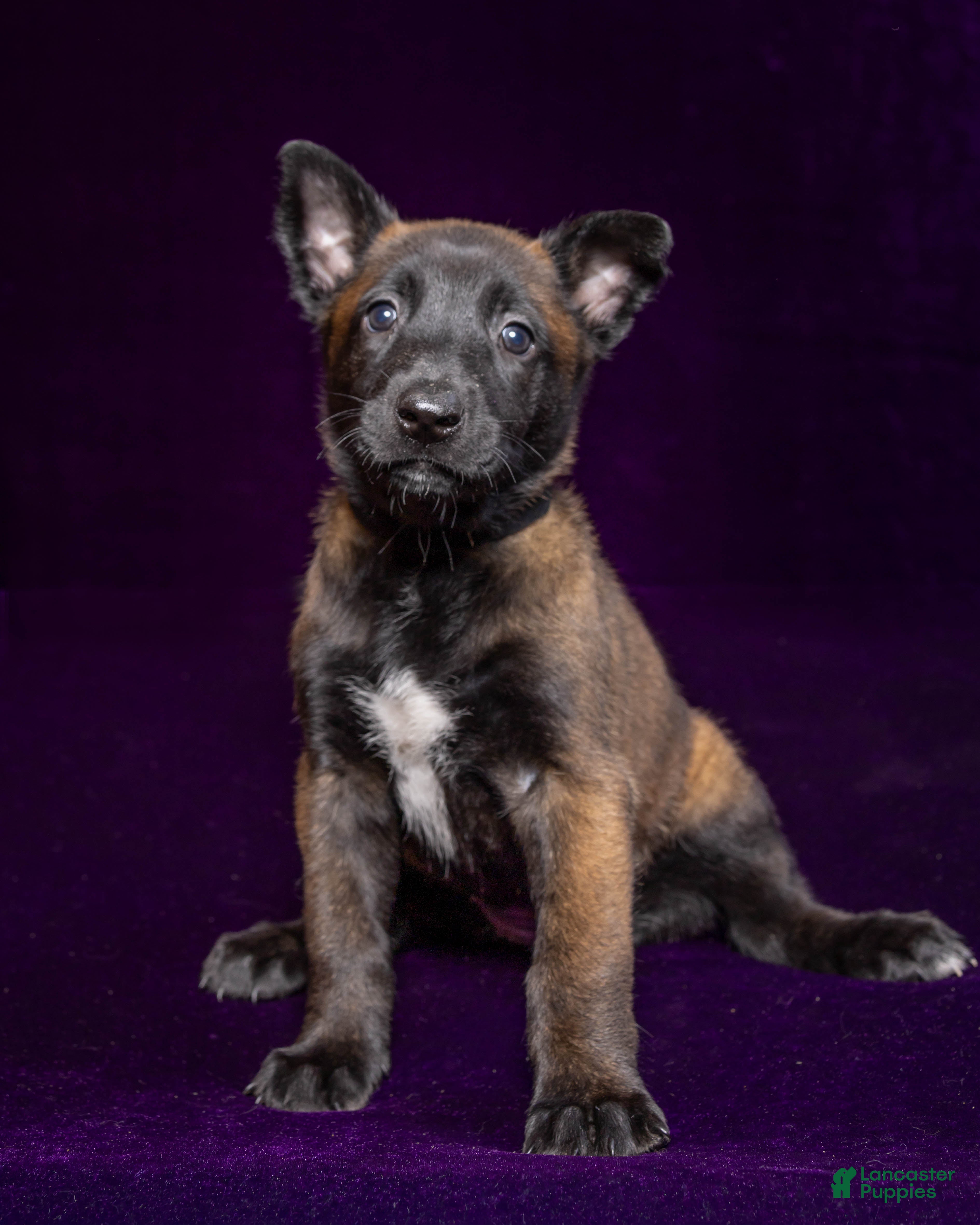 Belgian Malinois dogs Black - Ad 2