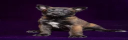Belgian Malinois dogs for sale: Black - Ad 1