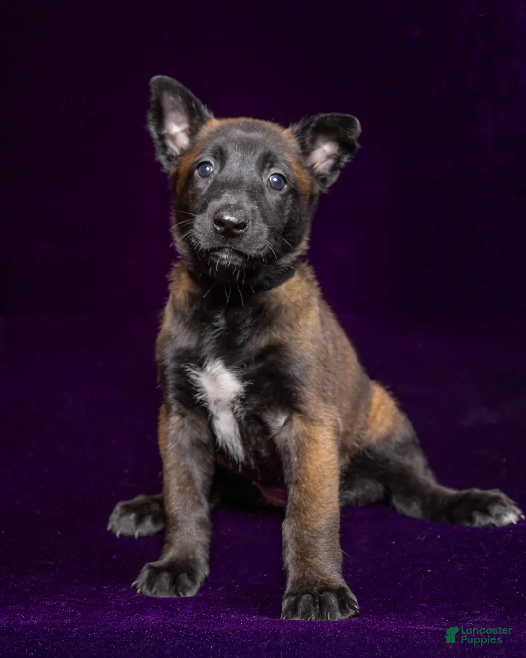 Belgian Malinois dogs for sale: Black - Ad 1