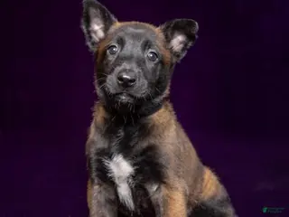 Belgian Malinois dogs Black - Ad 2