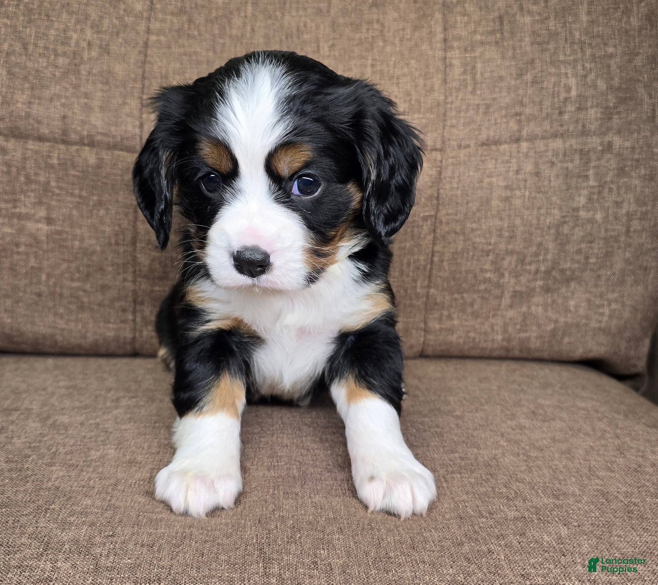 Miniature Bernese Mountain Dog dogs Sorrento [reserved] - Ad 1