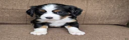 Miniature Bernese Mountain Dog dogs for sale: Sorrento [Reserved] - Ad 6