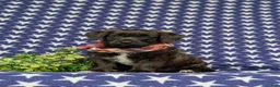 Jackapoo dogs for sale: Sergio - Ad 1