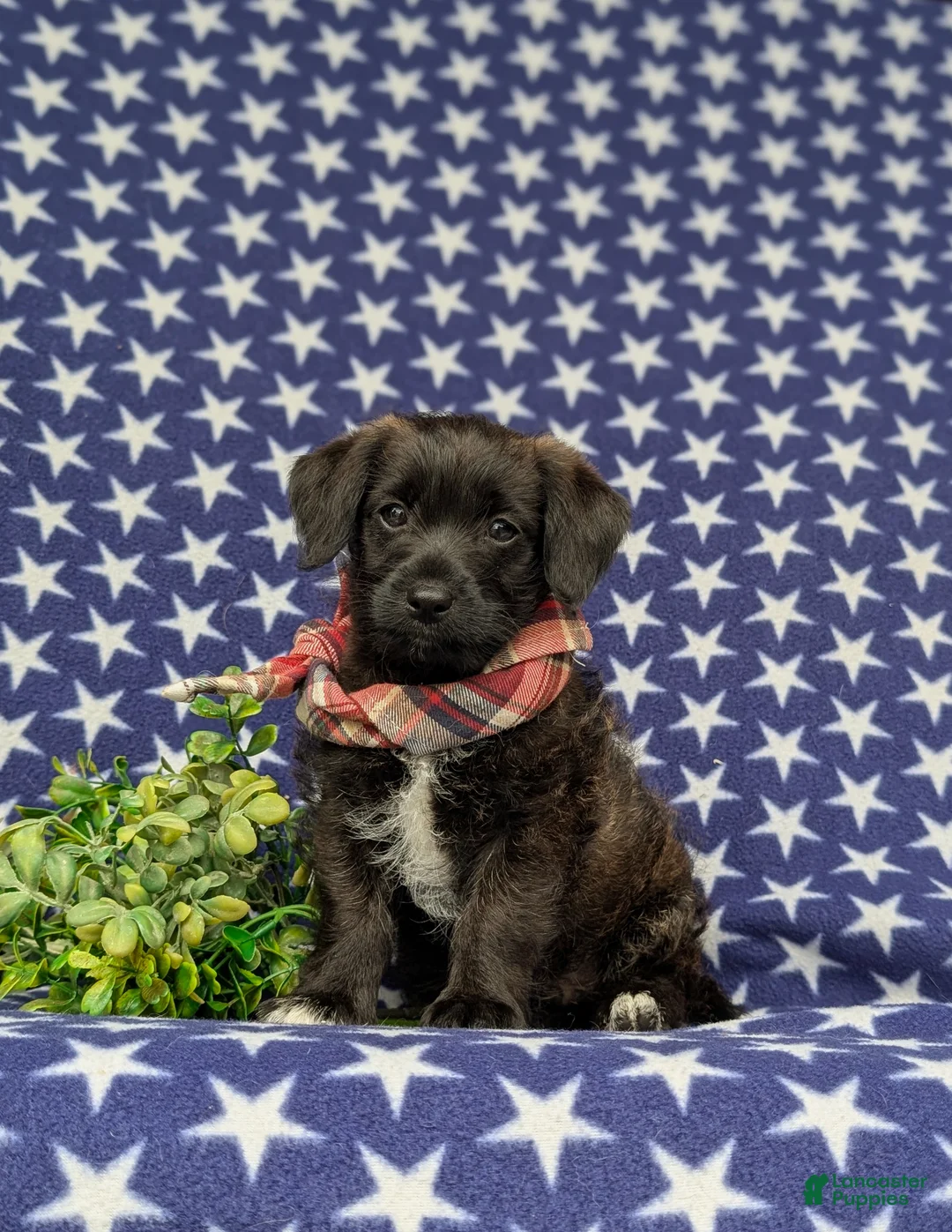 Jackapoo dogs for sale: Sergio - Ad 1