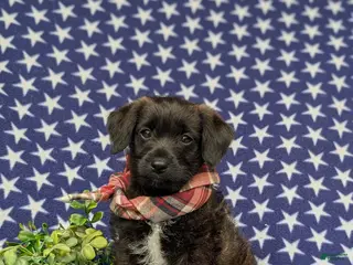 Jackapoo dogs for sale: Sergio - Ad 1