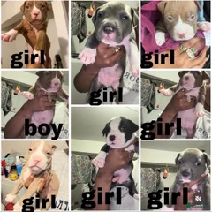 Staffy bull pit