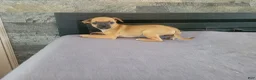 Jack Russell Terrier dogs for sale: Daisy - Ad 3