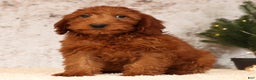 Mini Goldendoodle dogs for sale: Carson - Ad 4