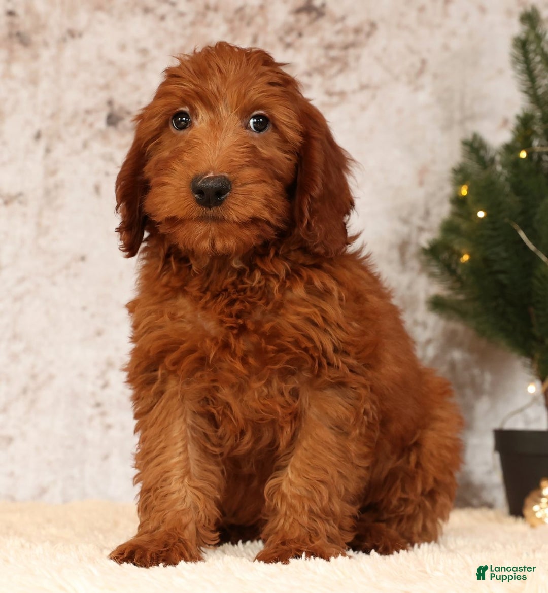 Mini Goldendoodle dogs for sale: Carson - Ad 4