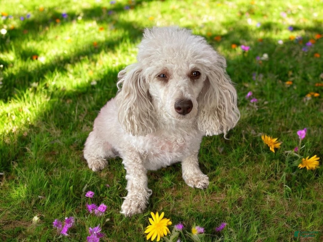 Toy Poodle dogs for sale: Buckeye - Ad 8