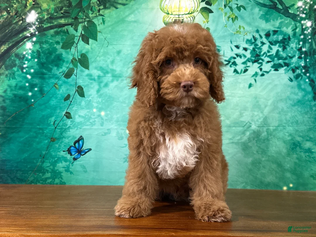 Cockapoo dogs for sale: Butters  - Ad 2