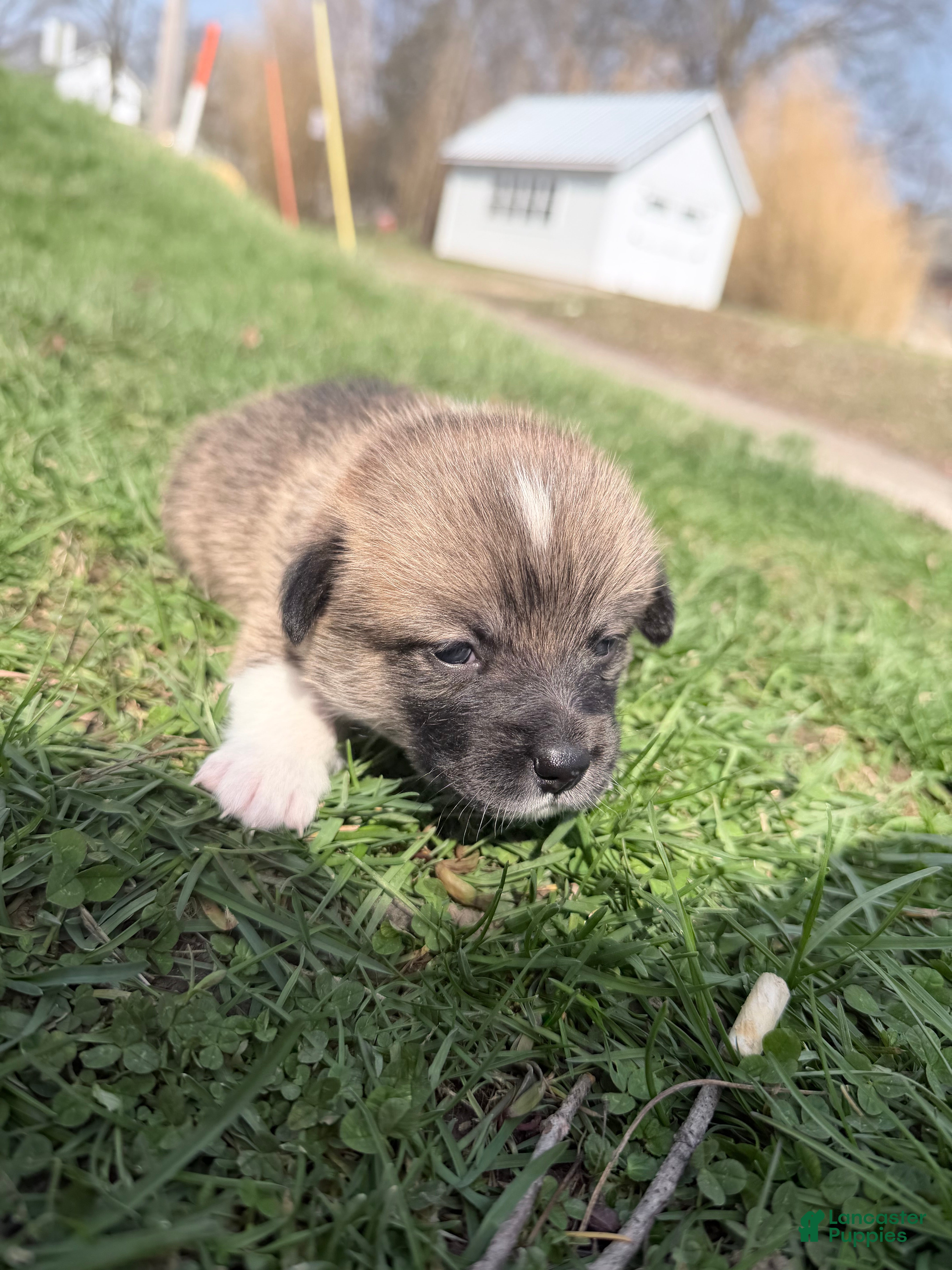 Welsh Corgi Pembroke dogs Welsh Corgi Pembroke Puppy pink collar  - Ad 12