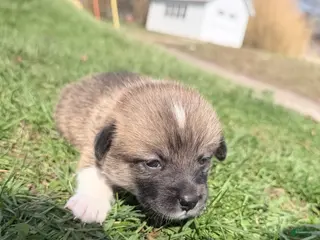 Welsh Corgi Pembroke dogs Welsh Corgi Pembroke Puppy pink collar - Ad 3