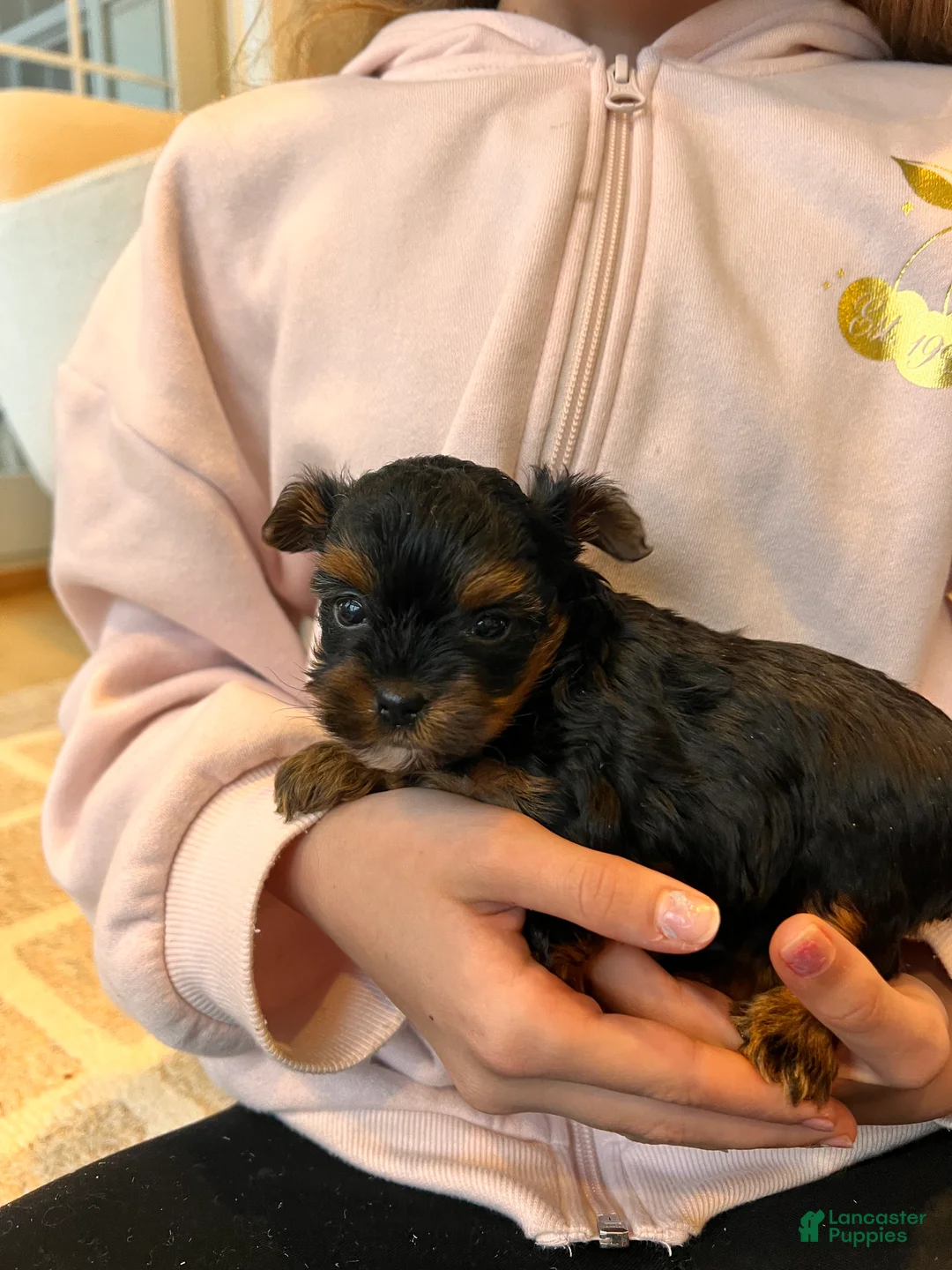 Morkie dogs for sale: Cookie - Ad 2