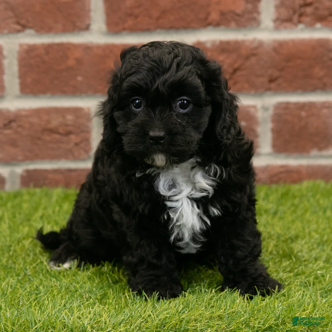 Cavapoo dogs for sale: Asher - Ad 2