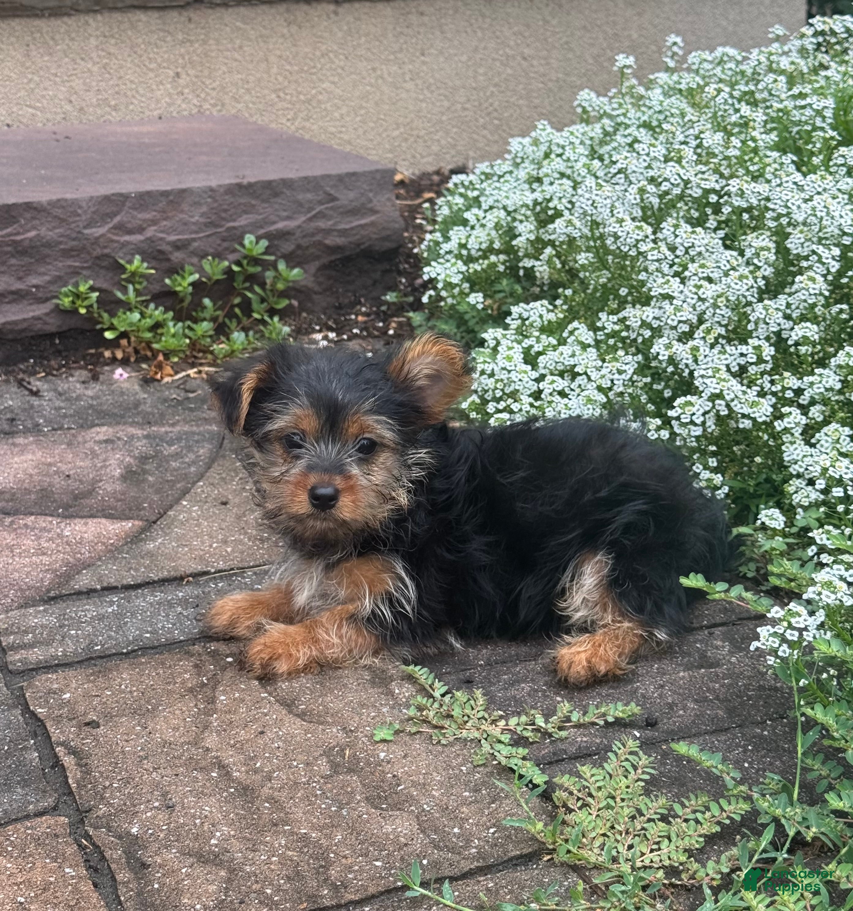 Yorkshire Terrier dogs Yamilla - Ad 12