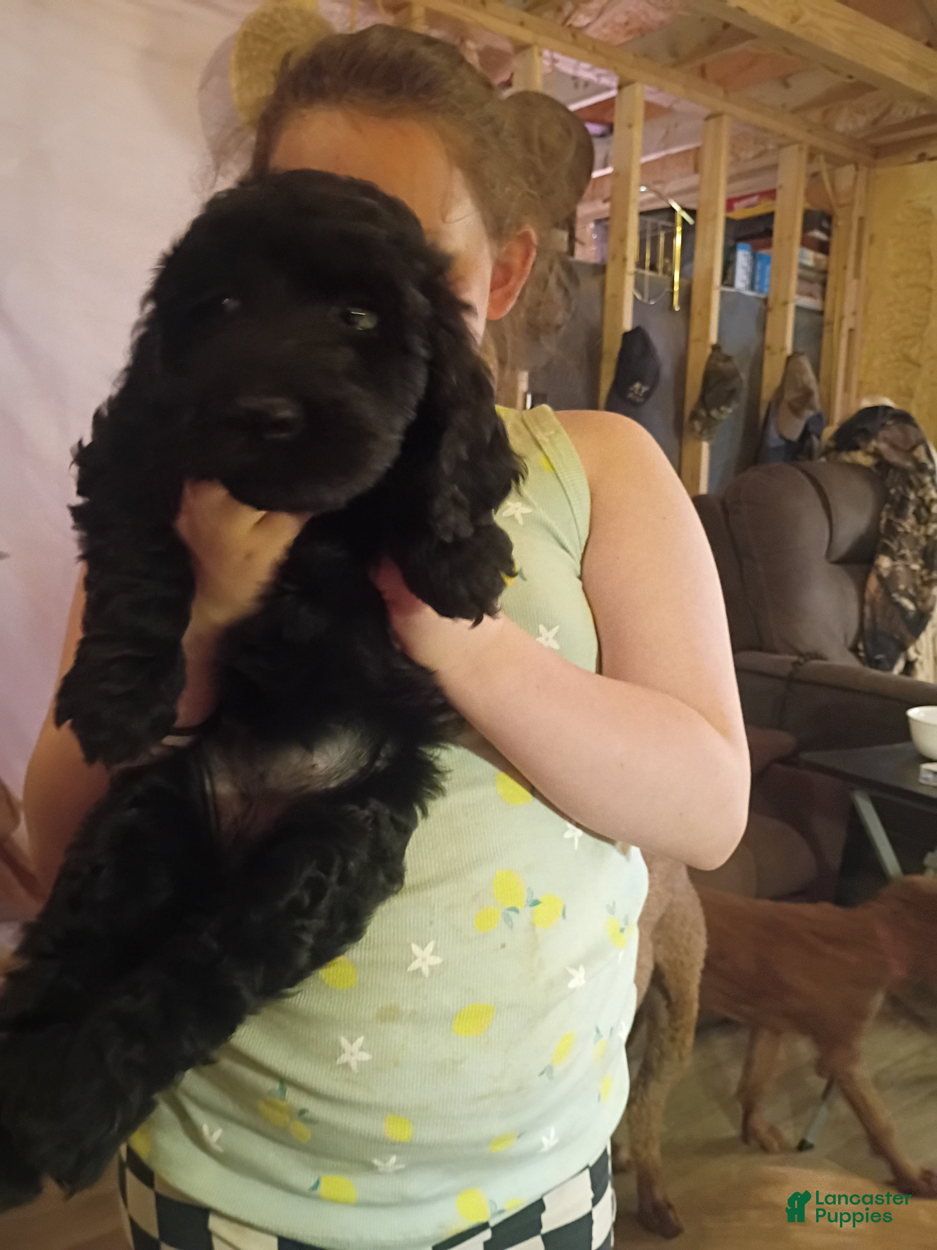 Labradoodle dogs Labradoodle 1 - Ad 33