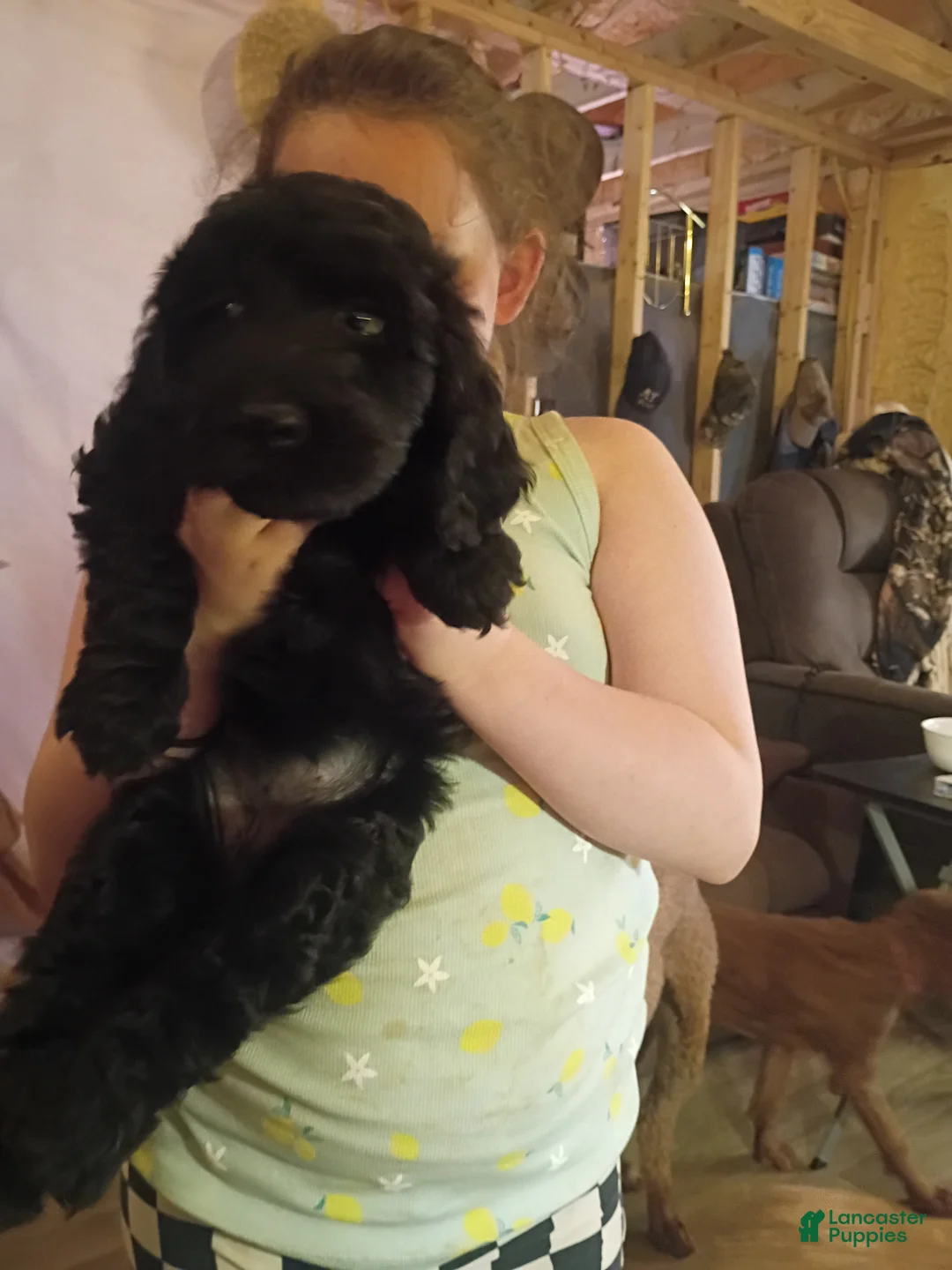 Labradoodle dogs for sale: Labradoodle 1 - Ad 1