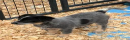 Australian Cattle Dog dogs for sale: Peanut - Ad 4