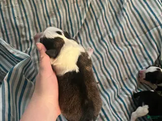 Mixed Breed dogs for sale: Male - Ad 1