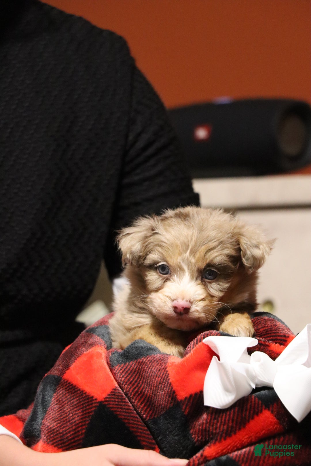 Mixed Breed dogs for sale: Poppy  - Ad 3