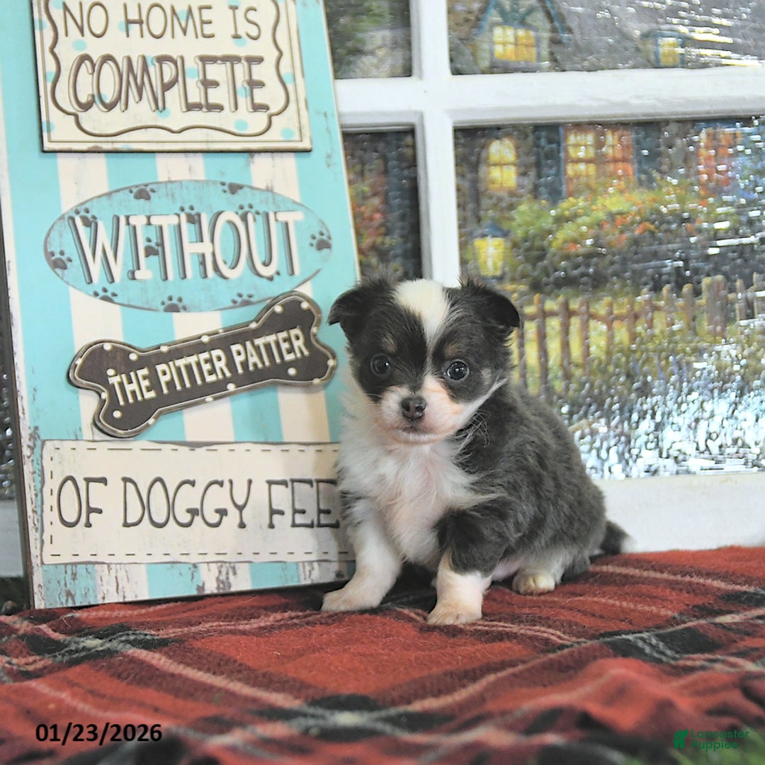 Chihuahua dogs for sale: Cupid - Ad 5