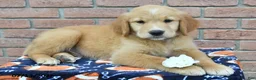 Golden Retriever dogs for sale: Tucker - Ad 3