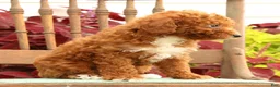 Miniature Poodle dogs for sale: Seth - Ad 6