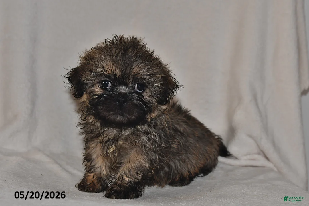 Teddy Bear dogs for sale: Carter - Ad 1