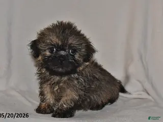 Teddy Bear dogs for sale: Carter - Ad 4