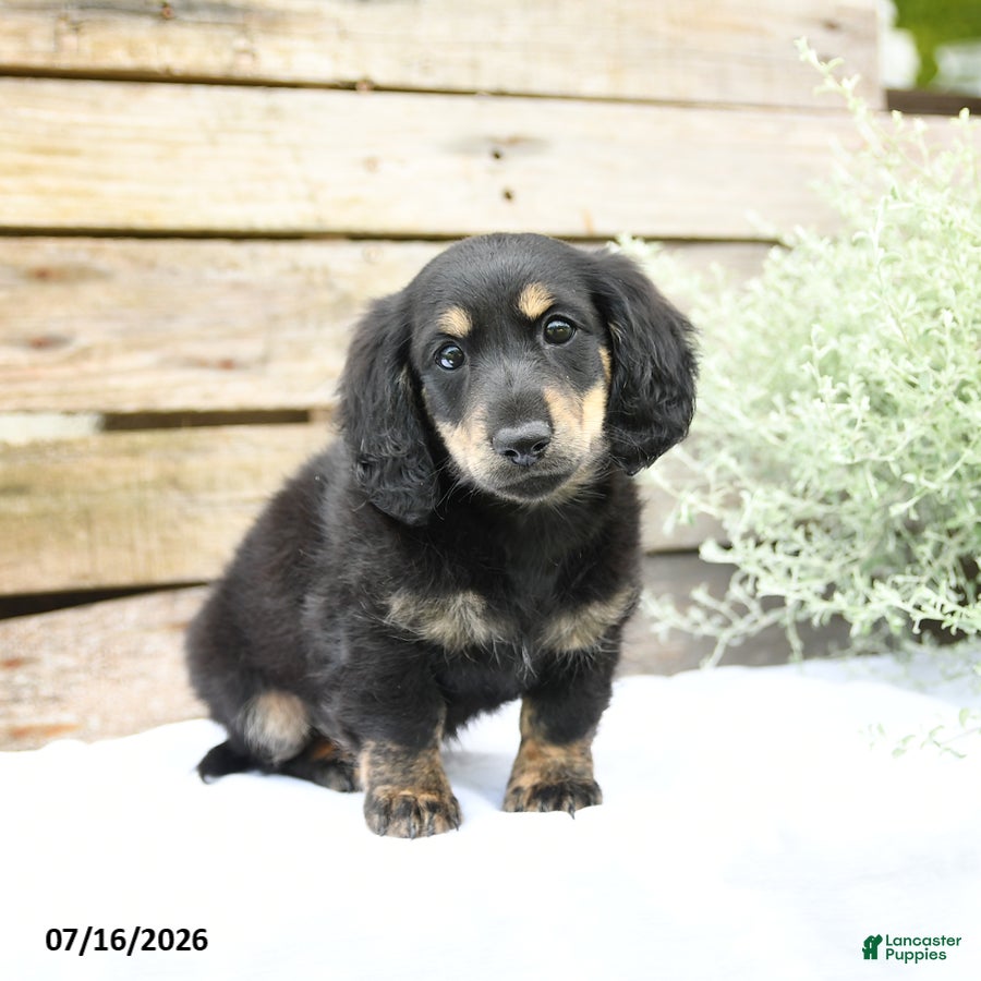 Miniature Dachshund dogs Duncan - Ad 1