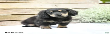 Duncan