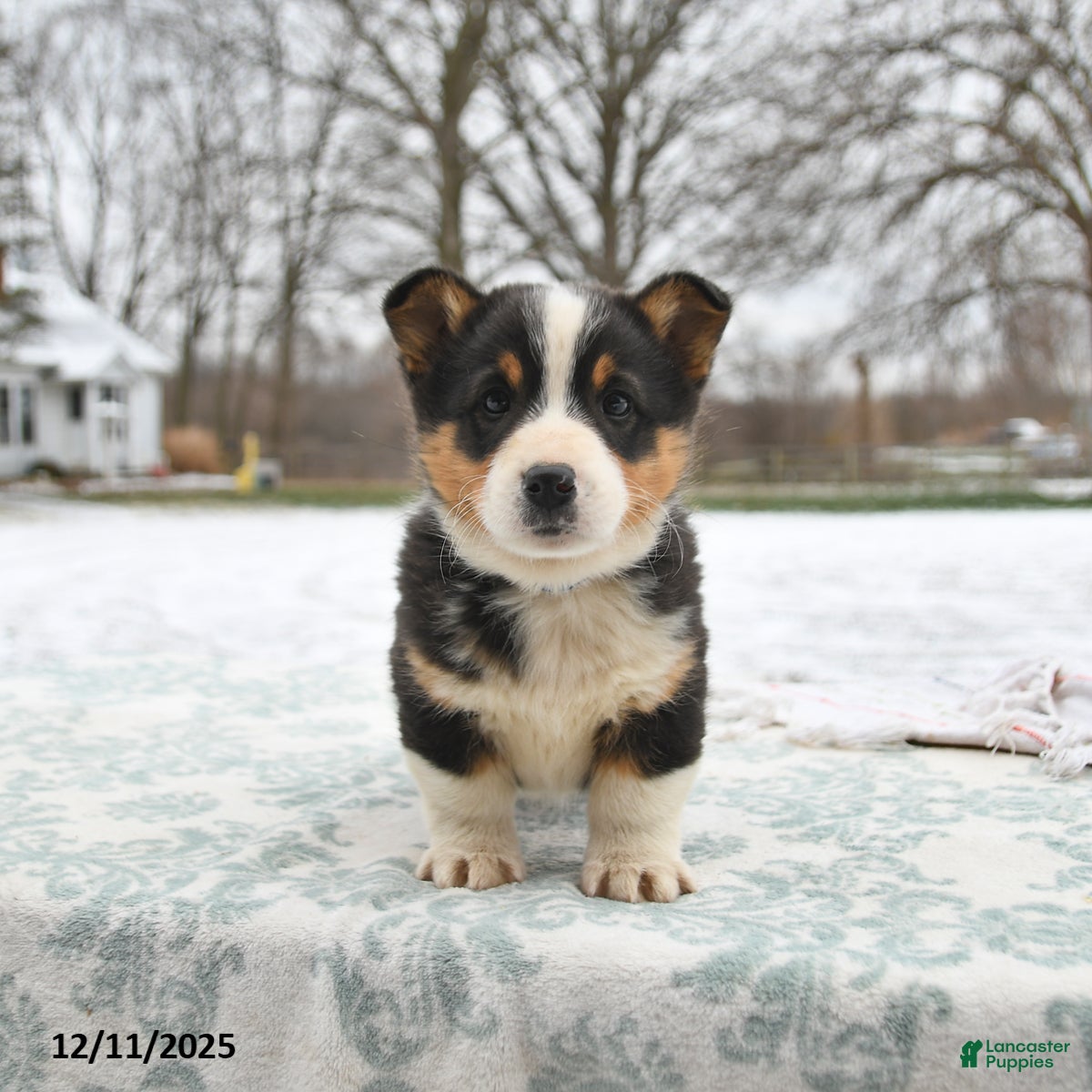 Welsh Corgi Pembroke dogs Cleo - Ad 34