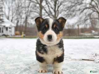 Welsh Corgi Pembroke dogs Cleo - Ad 33