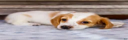 Miniature Dachshund dogs for sale: Charlotte - Ad 5