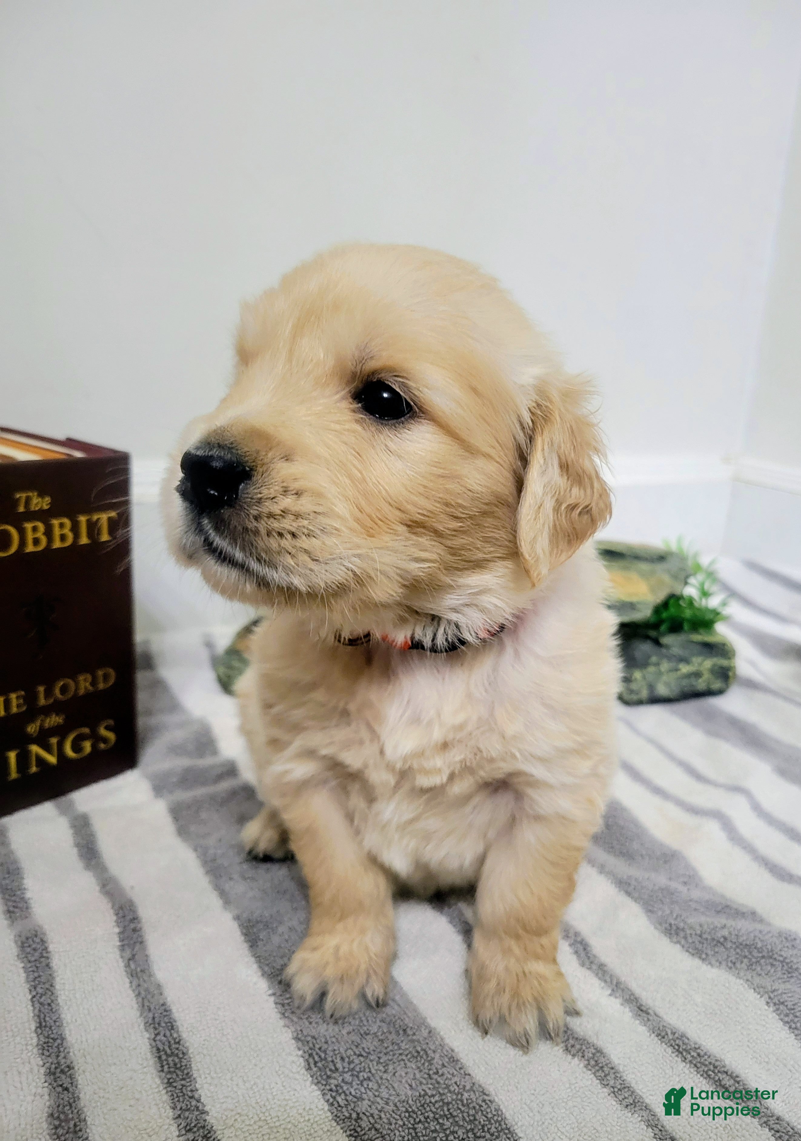 Golden Retriever dogs for sale: Gimli, Champion Sired - Ad 5