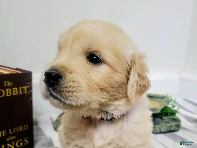 Golden Retriever dogs for sale: Gimli, Champion Sired - Ad 5