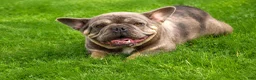 French Bulldog dogs for sale: 🐾 Mickey - Ad 17