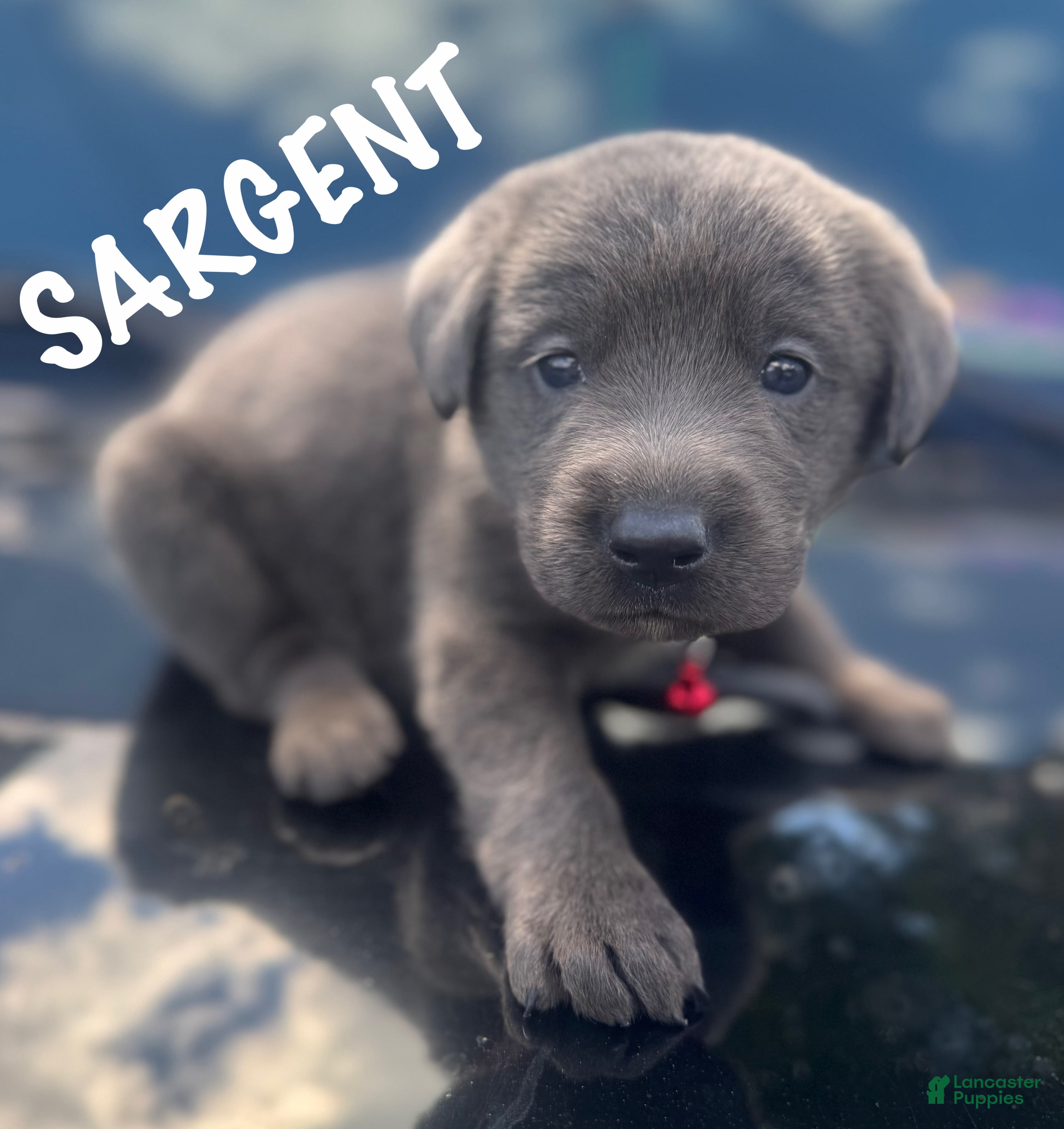 Labrador Retriever dogs Labrador Retriever 1 - Ad 2
