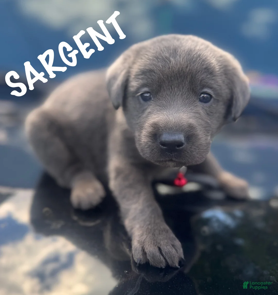 Labrador Retriever dogs for sale: Labrador Retriever 1 - Ad 2
