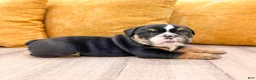 English Bulldog dogs for sale: Callum - Ad 5