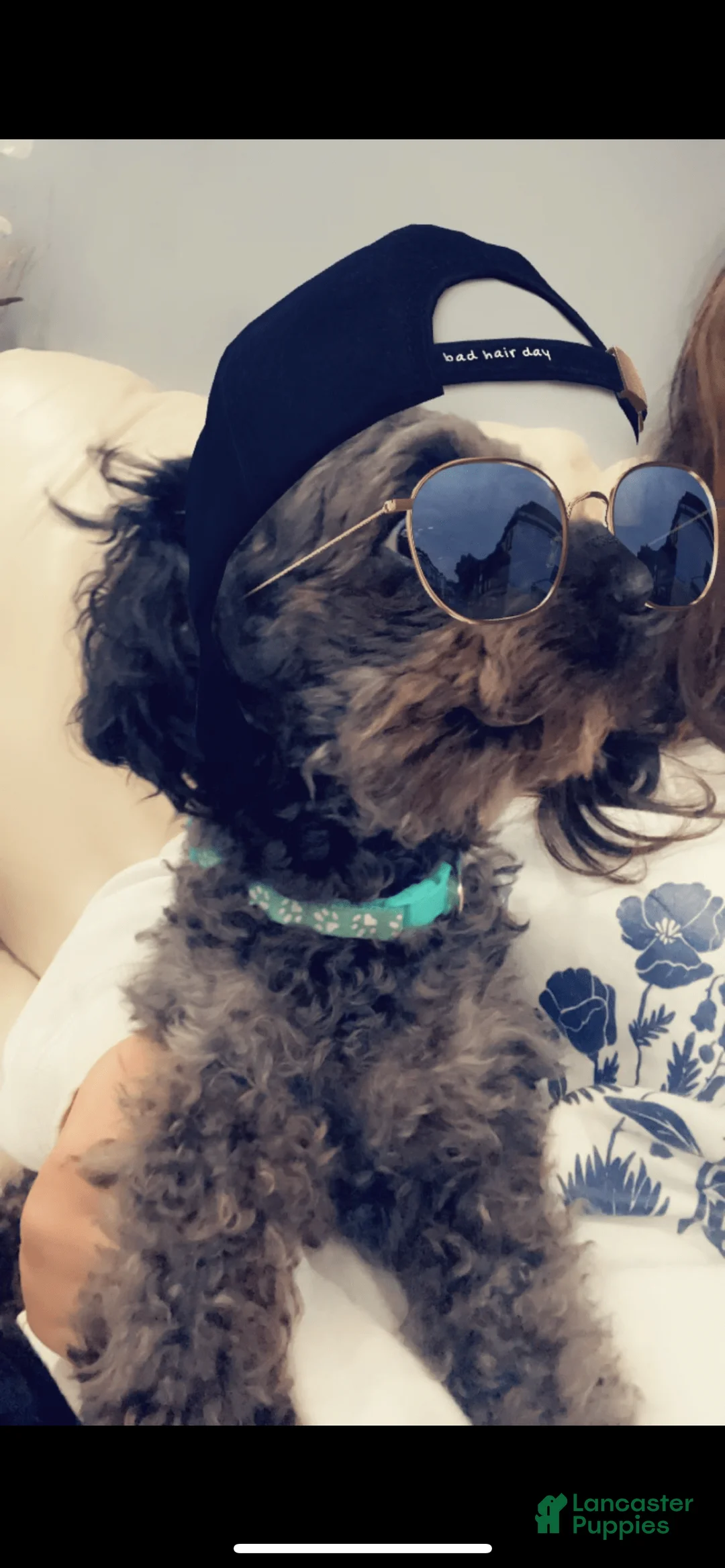 Gallery Image {{count}}