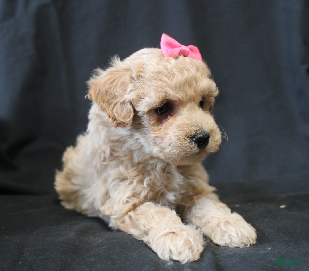 Bichpoo dogs for sale: Barbie - Ad 3
