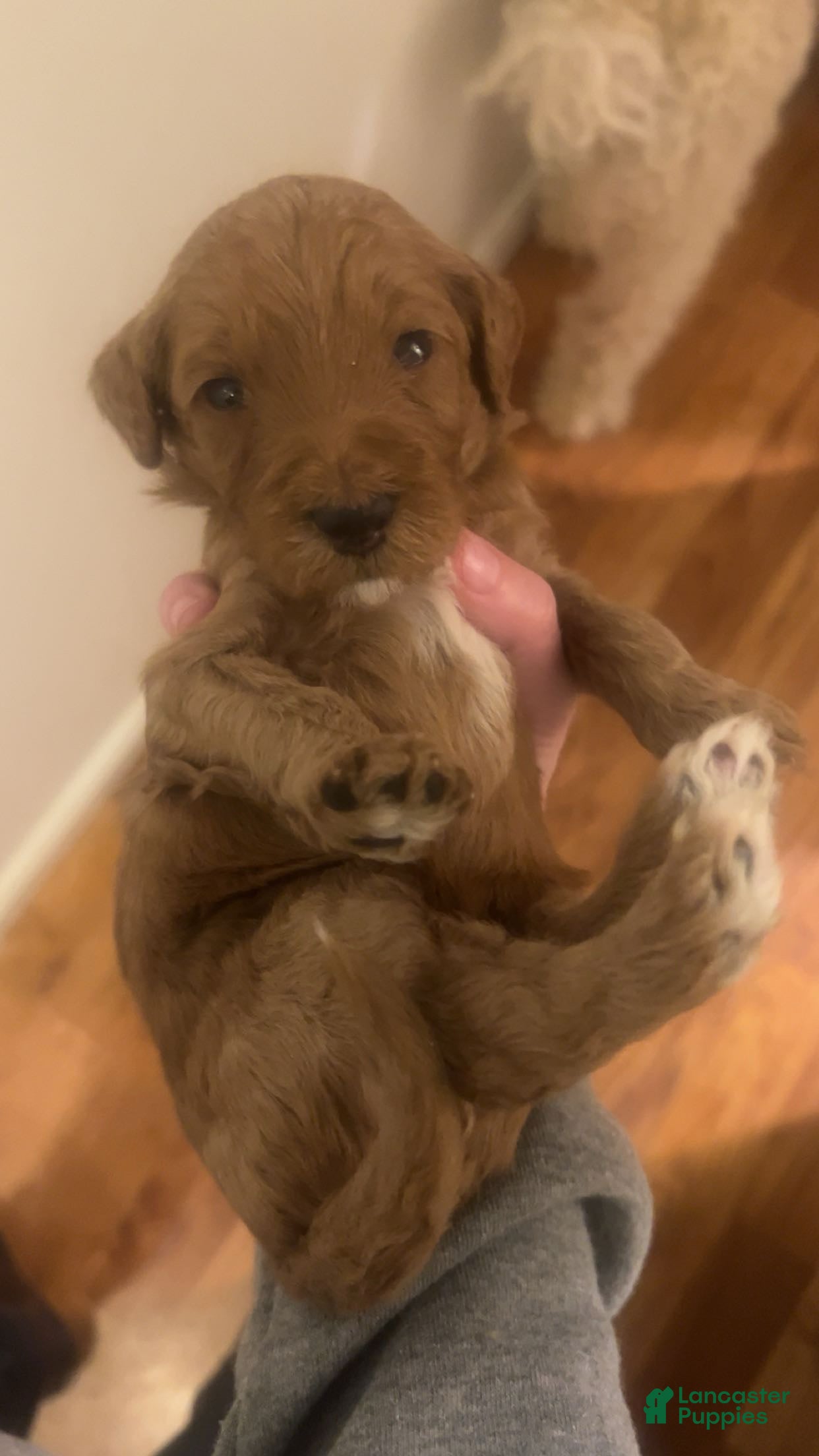 Goldendoodle dogs Goldendoodle Puppy 2 - Ad 15