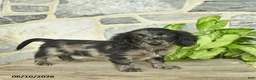Miniature Dachshund dogs for sale: Jewel  - Ad 3